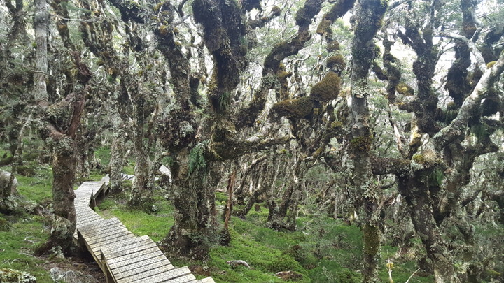 Hump Ridge rain forest